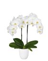 phalaenopsis-pot-oxford-white-105956-2