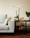 phalaenopsis-para-maceta-oxford-blanco-105956-0