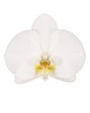 phalaenopsis-para-maceta-taipei-blanco-105958-0
