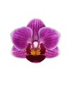 phalaenopsis-potplanten-puebla-paars-105994-1