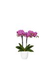 phalaenopsis-pot-puebla-purple-105994-2