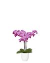 phalaenopsis-potplanten-salta-roze-105996-1