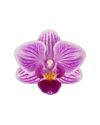 phalaenopsis-pot-salta-pink-105996-0
