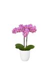 phalaenopsis-pot-karlsruhe-pink-106001-1