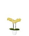 phalaenopsis-potplanten-la-paz-geel-106021-1