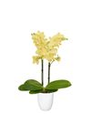 phalaenopsis-potplanten-la-paz-geel-106021-2