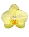 phalaenopsis-potplanten-volterra-geel-106034-2