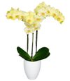 phalaenopsis-pot-volterra-yellow-106034-3