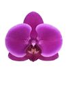 phalaenopsis-potplanten-oudtshoorn-paars-106047-0