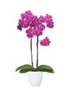 phalaenopsis-pot-oudtshoorn-purple-106047-1