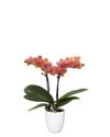phalaenopsis-potplanten-bolzano-oranje-106109-1