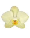 phalaenopsis-potplanten-milan-geel-106258-0