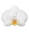 phalaenopsis-potplanten-folkestone-wit-106274-1