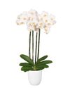 phalaenopsis-pot-folkestone-white-106274-2