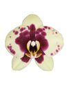 phalaenopsis-pot-amadora-yellow-106417-0