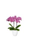 phalaenopsis-potplanten-monterrey-roze-106546-1