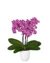 phalaenopsis-para-maceta-monterrey-rosa-106546-2