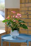 anthurium-potplanten-joli-blush-roze-205735-0