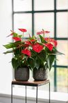 anthurium-potplanten-esudo-rood-206026-1