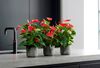 anthurium-pot-esudo-red-206026-0