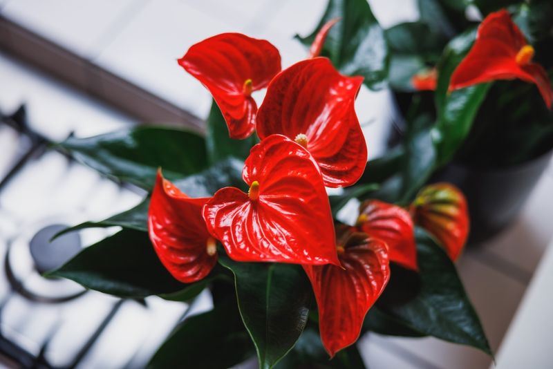 buy philodendron brandtianum Philodendron Brandi main image 1