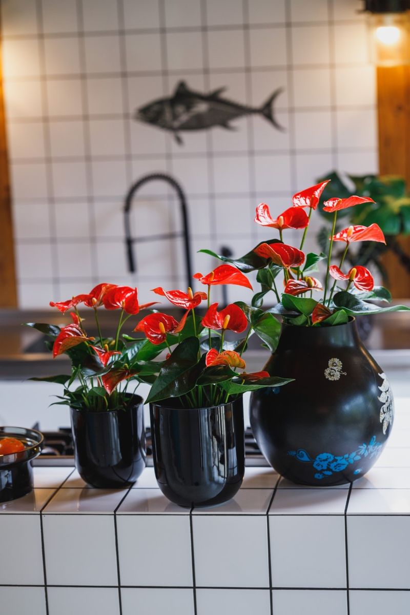 Florida - Anthurium pot plants | Anthura