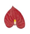 anthurium-pot-tiora-red-206296-3