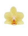 phalaenopsis-pot-livorno-cream-105136-0