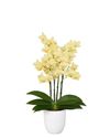 phalaenopsis-para-maceta-livorno-crema-105136-2