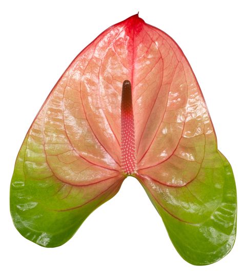 Licosa Anthurium