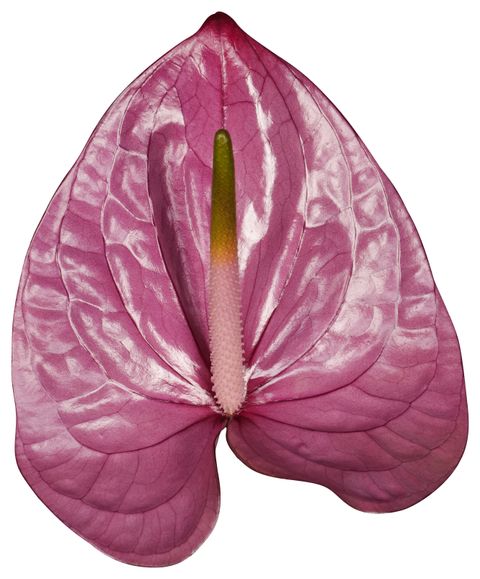 Kaleo Anthurium