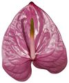 anthurium-snijrassen-kaleo-paars-208708