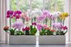 Anthura_mix_pfm_1