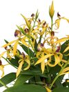 enexclusive-orchids-601112-1