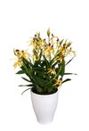 enexclusive-orchids-601112-2
