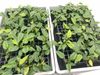 3forseschadebij1vandeinsecticidenbehandelingen1