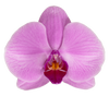 Phalaenopsis potplant orlando