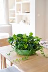 anthurium-potplanten-smaragd-groen-220221