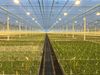 Jonge planten