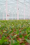 Young plants