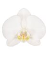 enphalaenopsis-pot-white-107799-0