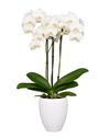 enphalaenopsis-pot-white-107799-1