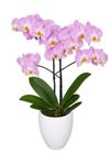 phalaenopsis-potplanten-roze-107767-1