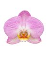 enphalaenopsis-pot-pink-107767-0