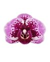 enphalaenopsis-pot-lilac-108335-0