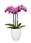 enphalaenopsis-pot-lilac-108335-1