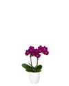 phalaenopsis-potplanten-paars-108729-1
