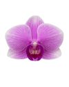 phalaenopsis-potplanten-roze-108227-0