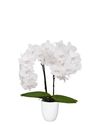 phalaenopsis-potplanten-wit-108974-1