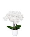 phalaenopsis-potplanten-wit-108974-2